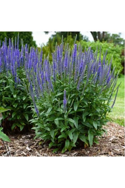 Вероніка колосиста блакитна